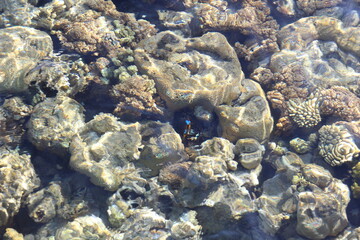 coral reef in the red sea