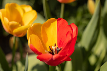 Naklejka premium Lovely red and yellow tulips in an urban garden with nice spring weather, and with a mutant red-yellow mixed colored tulip, close-up photo from top