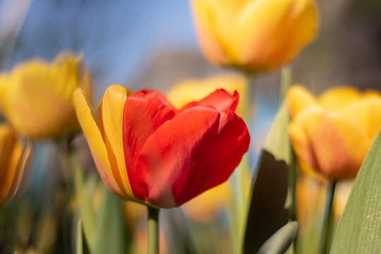 Lovely red and yellow tulips in an urban garden with nice spring weather, and with a mutant red-yellow mixed colored tulip, close-up photo