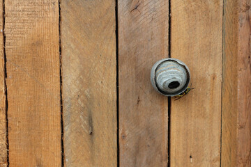 A wasp builds a wasp nest on a wooden surface.