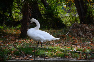 white swan in the park
