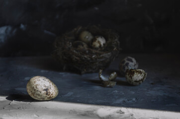 Obraz premium quail eggs in the nest
