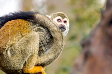 View of the common squirrel monkey on the tree. 3 species: the Guianan squirrel monkey, Humboldt's squirrel monkey and Collins' squirrel monkey.