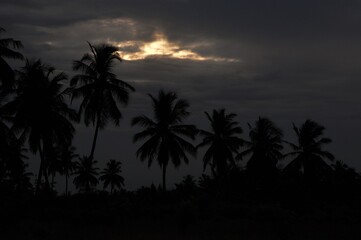 Fototapeta na wymiar coconut trees at sunset