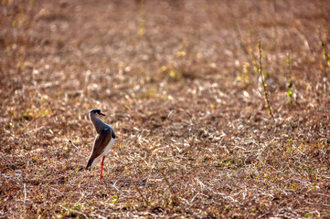 Crowned Lapwing