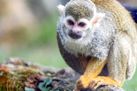 View of the common squirrel monkey on the tree. 3 species: the Guianan squirrel monkey, Humboldt's squirrel monkey and Collins' squirrel monkey.