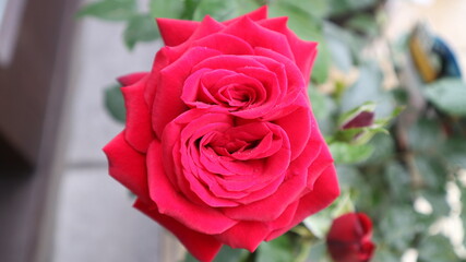 Double rose