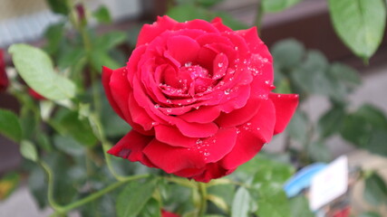 Wet rose