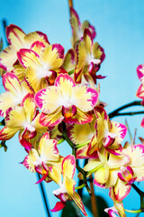 Purple and white spoted flowering orchids isolaten on the blue background