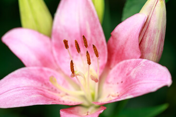Fototapeta na wymiar Pink lily flower. Natural background. Blooming in the park in summer