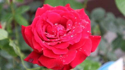 pink rose with water drops