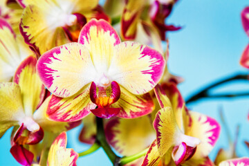Purple and white spoted flowering orchids isolaten on the blue background