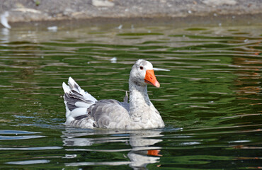 gans im wasser © lotharnahler