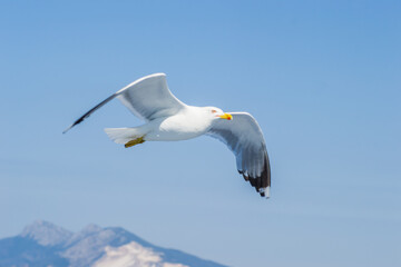 Fototapeta na wymiar Sea gull in a natural environment 