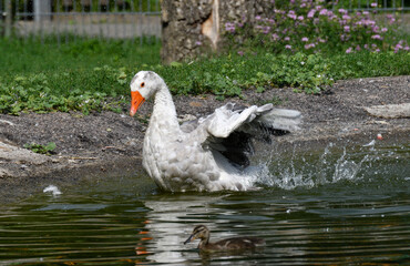 gans im wasser