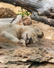 White lion child laying on rocks and sleeping serenely