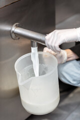 Pouring pasteurized milk from the pasteurizer into a container, close-up. The process of ice cream making