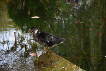 wild duck in the park