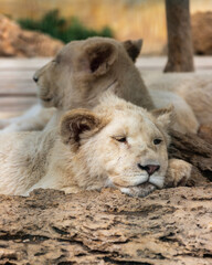 Young white lion laying on the rock and looking aside, with his mother on background