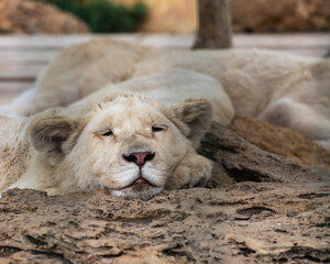 A sleepy white lion with narrowed eyes lies on a rock and rests