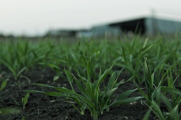 green grass in the morning