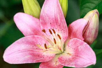 Pink lily flower. Natural background. Blooming in the park in summer