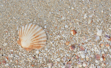 Close-up of the beach with shells and sea sand, in the morning hours