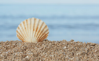 Close-up of the beach with shells and sea sand, in the background the sea and the sky, in the morning hours