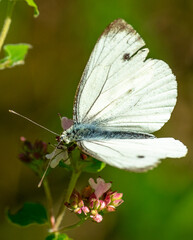 Lepiforums: Pieris Napi in its environment
