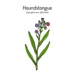 Naklejka na ściany i meble Houndstongue Cynoglossum officinale , medicinal plant