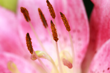 Pink lily flower. Natural background. Blooming in the park in summer