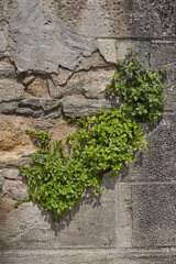 Detail of stone and plants in the city.
