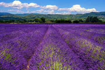 Plakat Lavender Field