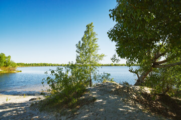 Panoramic view of deciduous forest in spring.