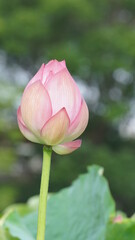 Lotus flower in Ueno Park