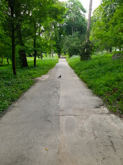 Walking path in the park.