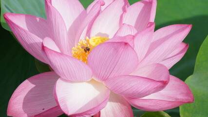 Lotus flower in Ueno Park