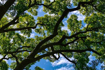 tree branches and leaves against sky