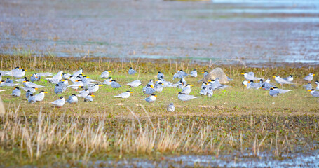 Flock of indian river tern breeding site and roosting