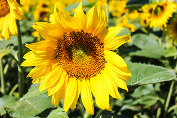 Obraz premium Sunflowers are beautiful plants