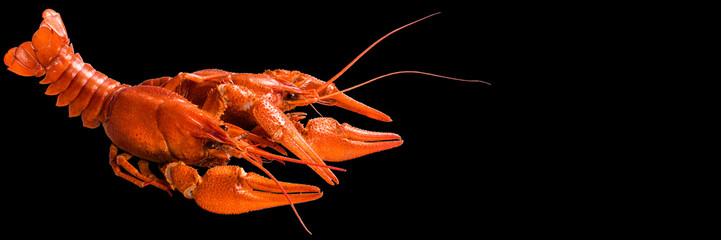 red crayfish on a black background