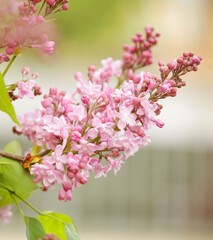 beautiful pink flowers in the garden