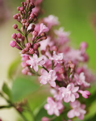 beautiful pink flowers in the garden