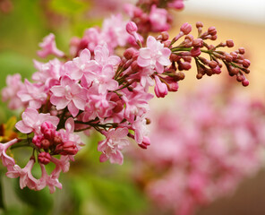 Fototapeta premium beautiful pink flowers in the garden