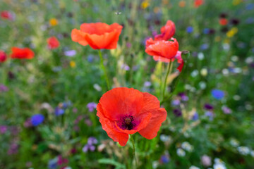 Fototapeta na wymiar Macro of red poppies in the field of other wildflowers.