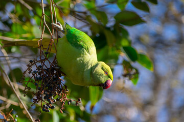 木の実を食べているワカケホンセイインコ