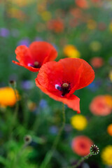 Obraz premium Macro of red poppies in the field of other wildflowers.