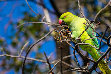木の実を食べているワカケホンセイインコ