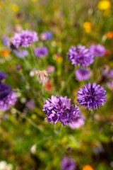 Obraz premium Blue cornflowers with other wildflowers