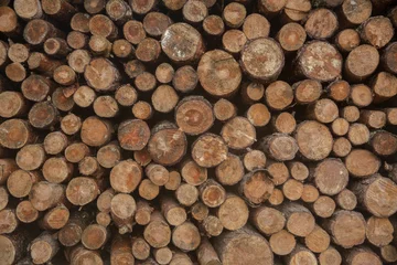 Möbelaufkleber Stacked wood pine timber for construction buildings Background. Pile of chopped fire wood. Wood background. © boschman